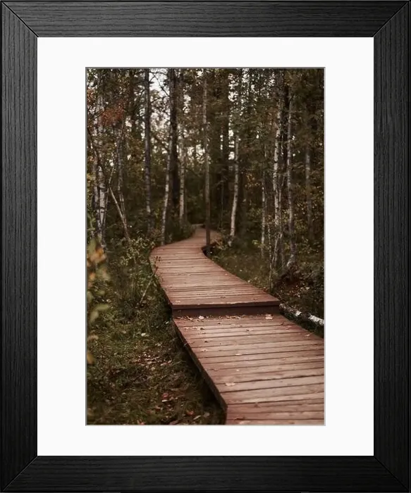 Framed Print : Sestroretsk swamp eco-trail without people, passing directly over the swamp, going into the forest. Autumn season Framed Print : Sestroretsk swamp eco-trail without people, passing directly over the swamp, going into the forest. Autumn season