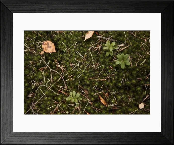 Framed Print : Moss strewn with crushed needles and fallen leaves. Autumn season Framed Print : Moss strewn with crushed needles and fallen leaves. Autumn season