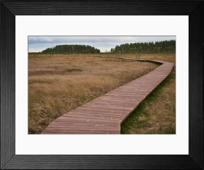 Framed Print : Sestroretsk swamp eco-trail without people, passing directly over the swamp, going into the forest. Autumn season Framed Print : Sestroretsk swamp eco-trail without people, passing directly over the swamp, going into the forest. Autumn season