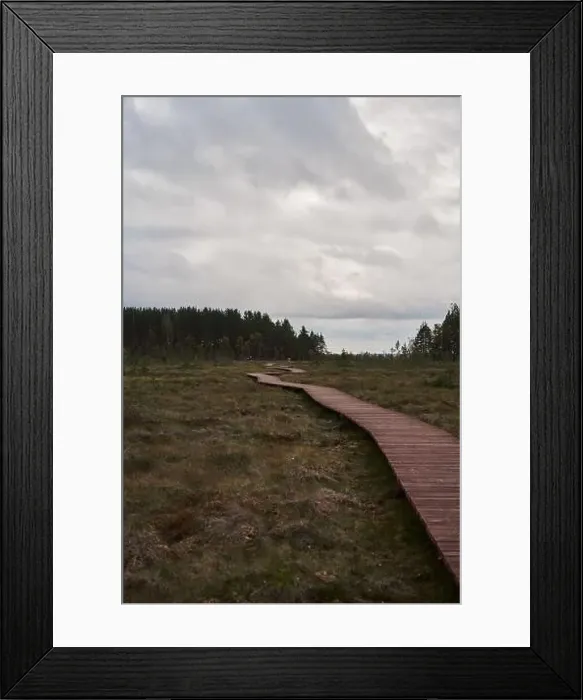 Framed Print : Sestroretsk swamp eco-trail without people, passing directly over the swamp, going into the forest. Autumn season Framed Print : Sestroretsk swamp eco-trail without people, passing directly over the swamp, going into the forest. Autumn season