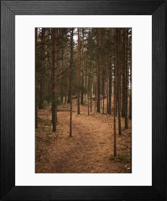 Framed Print : Forest with pine trees in the evening. Autumn season Framed Print : Forest with pine trees in the evening. Autumn season