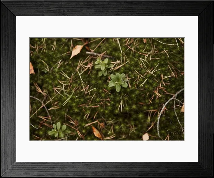Framed Print : Moss strewn with crushed needles and fallen leaves. Autumn season Framed Print : Moss strewn with crushed needles and fallen leaves. Autumn season
