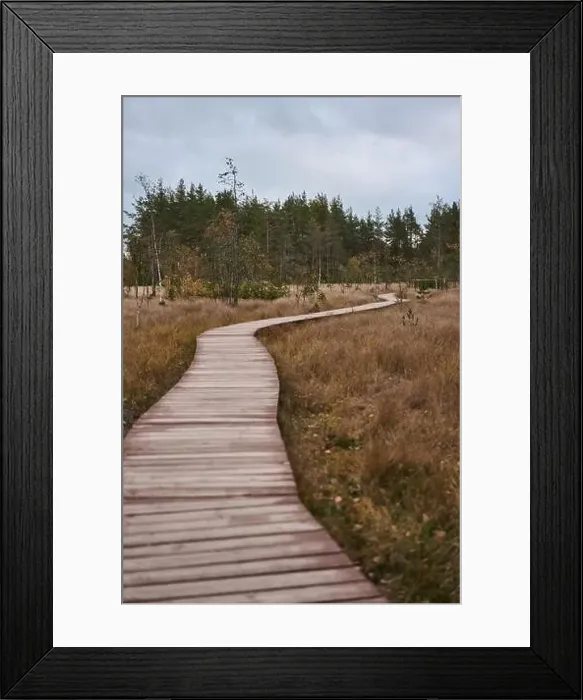 Framed Print : Sestroretsk swamp eco-trail without people, passing directly over the swamp, going into the forest. Autumn season Framed Print : Sestroretsk swamp eco-trail without people, passing directly over the swamp, going into the forest. Autumn season