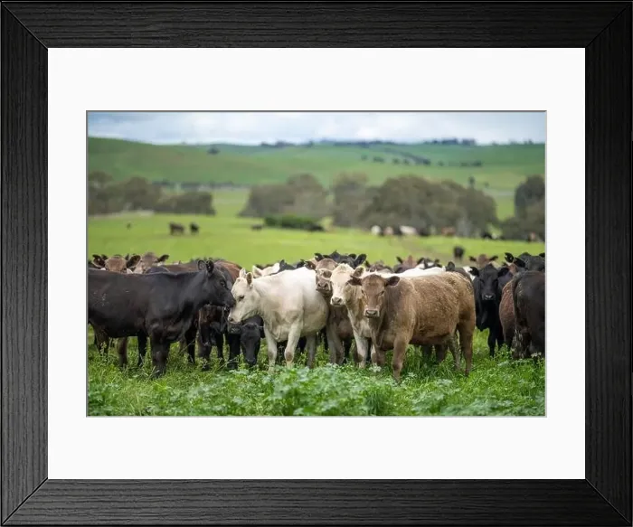 Framed Print : lose up of Stud Beef bulls, cows and calves grazing on grass in a field Framed Print : lose up of Stud Beef bulls, cows and calves grazing on grass in a field