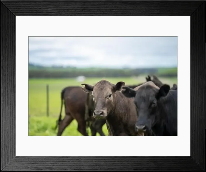 Framed Print : lose up of Stud Beef bulls, cows and calves grazing on grass in a field Framed Print : lose up of Stud Beef bulls, cows and calves grazing on grass in a field