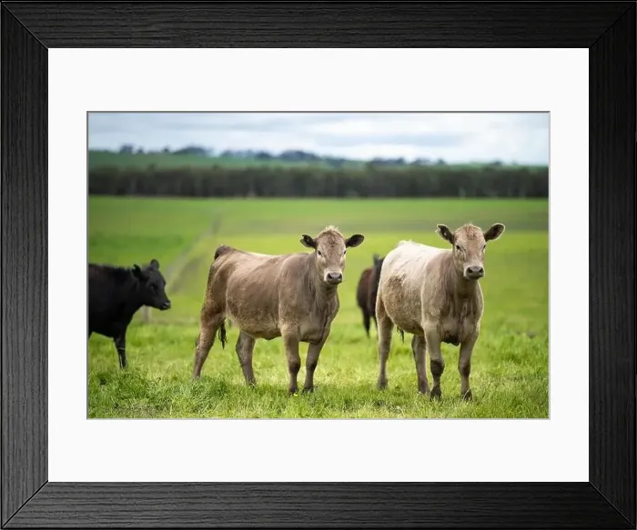 Framed Print : lose up of Stud Beef bulls, cows and calves grazing on grass in a field Framed Print : lose up of Stud Beef bulls, cows and calves grazing on grass in a field