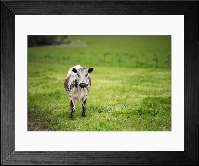 Framed Print : lose up of Stud Beef bulls, cows and calves grazing on grass in a field Framed Print : lose up of Stud Beef bulls, cows and calves grazing on grass in a field