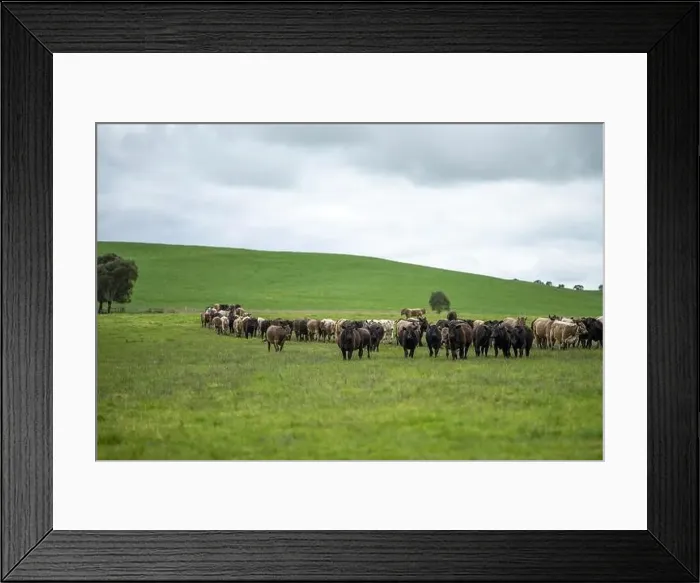 Framed Print : lose up of Stud Beef bulls, cows and calves grazing on grass in a field Framed Print : lose up of Stud Beef bulls, cows and calves grazing on grass in a field