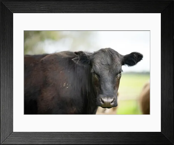 Framed Print : lose up of Stud Beef bulls, cows and calves grazing on grass in a field Framed Print : lose up of Stud Beef bulls, cows and calves grazing on grass in a field