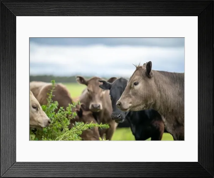 Framed Print : lose up of Stud Beef bulls, cows and calves grazing on grass in a field Framed Print : lose up of Stud Beef bulls, cows and calves grazing on grass in a field