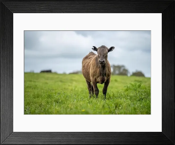 Framed Print : lose up of Stud Beef bulls, cows and calves grazing on grass in a field Framed Print : lose up of Stud Beef bulls, cows and calves grazing on grass in a field