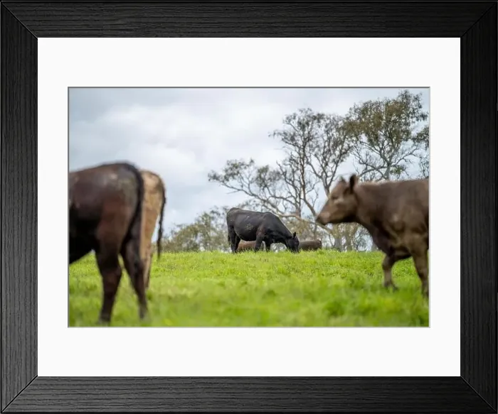 Framed Print : lose up of Stud Beef bulls, cows and calves grazing on grass in a field Framed Print : lose up of Stud Beef bulls, cows and calves grazing on grass in a field