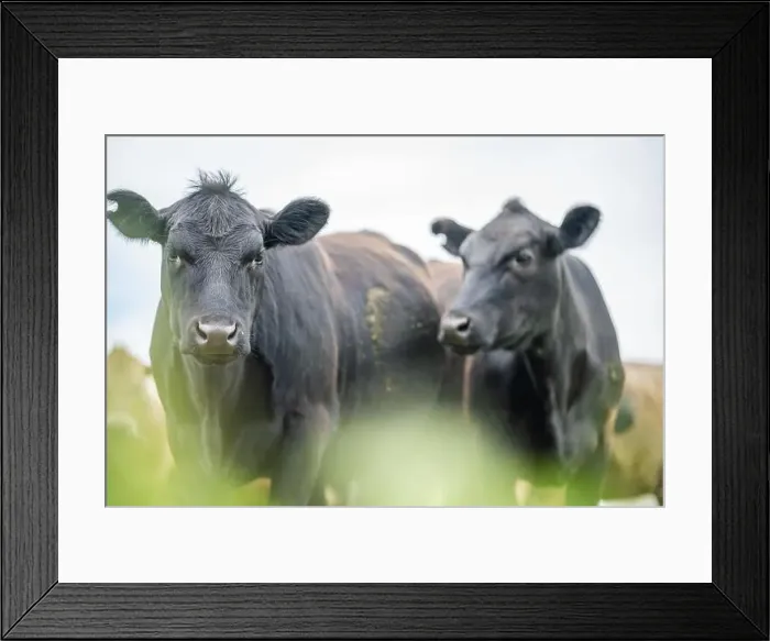 Framed Print : lose up of Stud Beef bulls, cows and calves grazing on grass in a field Framed Print : lose up of Stud Beef bulls, cows and calves grazing on grass in a field