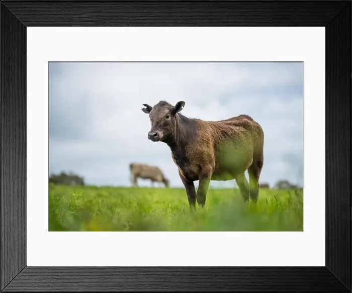 Framed Print : lose up of Stud Beef bulls, cows and calves grazing on grass in a field Framed Print : lose up of Stud Beef bulls, cows and calves grazing on grass in a field