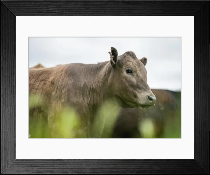 Framed Print : lose up of Stud Beef bulls, cows and calves grazing on grass in a field Framed Print : lose up of Stud Beef bulls, cows and calves grazing on grass in a field