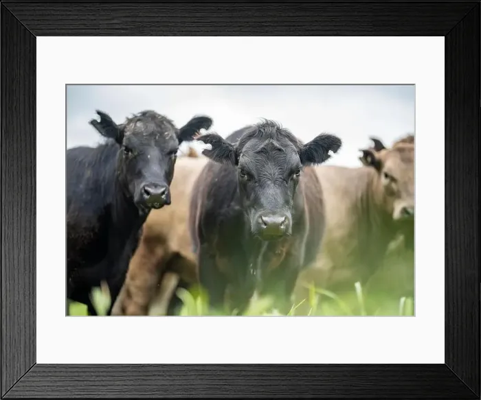 Framed Print : lose up of Stud Beef bulls, cows and calves grazing on grass in a field Framed Print : lose up of Stud Beef bulls, cows and calves grazing on grass in a field