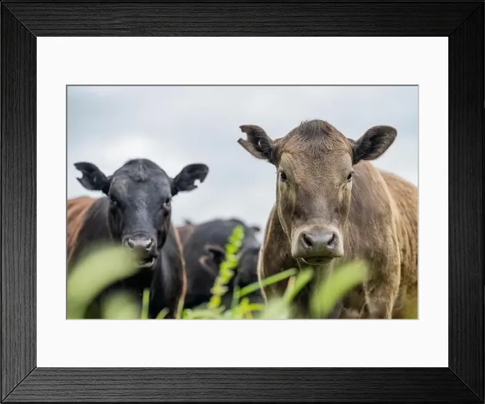 Framed Print : lose up of Stud Beef bulls, cows and calves grazing on grass in a field Framed Print : lose up of Stud Beef bulls, cows and calves grazing on grass in a field