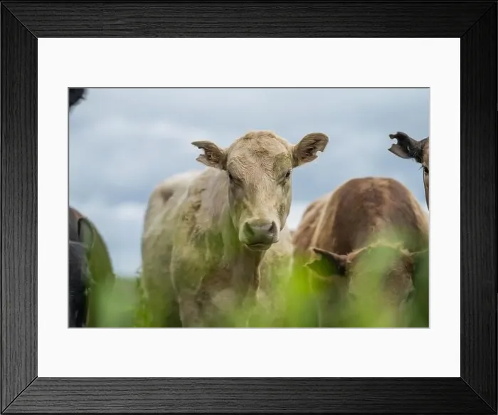 Framed Print : lose up of Stud Beef bulls, cows and calves grazing on grass in a field Framed Print : lose up of Stud Beef bulls, cows and calves grazing on grass in a field
