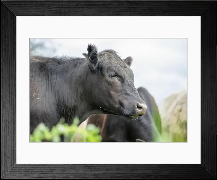 Framed Print : lose up of Stud Beef bulls, cows and calves grazing on grass in a field Framed Print : lose up of Stud Beef bulls, cows and calves grazing on grass in a field