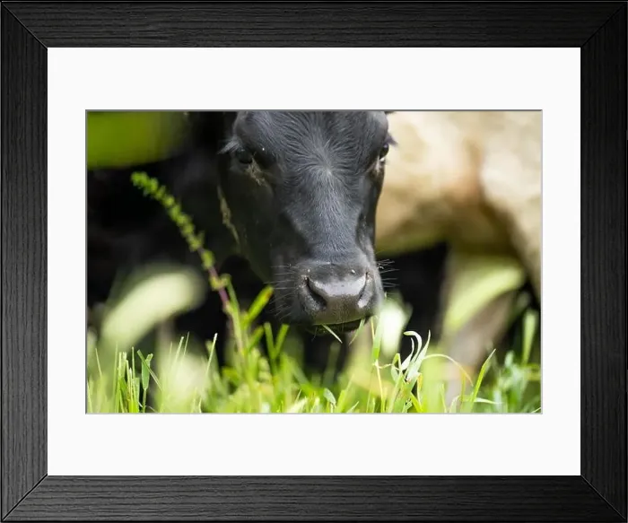 Framed Print : lose up of Stud Beef bulls, cows and calves grazing on grass in a field Framed Print : lose up of Stud Beef bulls, cows and calves grazing on grass in a field