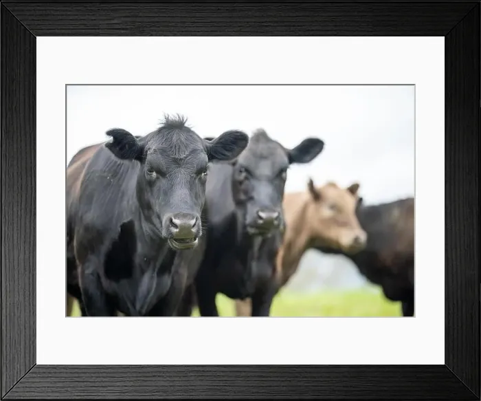Framed Print : lose up of Stud Beef bulls, cows and calves grazing on grass in a field Framed Print : lose up of Stud Beef bulls, cows and calves grazing on grass in a field