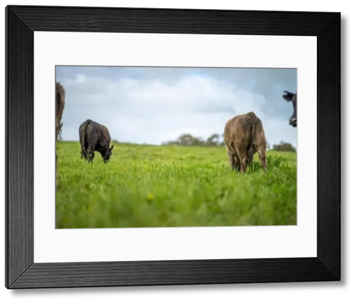 Framed Print : lose up of Stud Beef bulls, cows and calves grazing on grass in a field Framed Print : lose up of Stud Beef bulls, cows and calves grazing on grass in a field