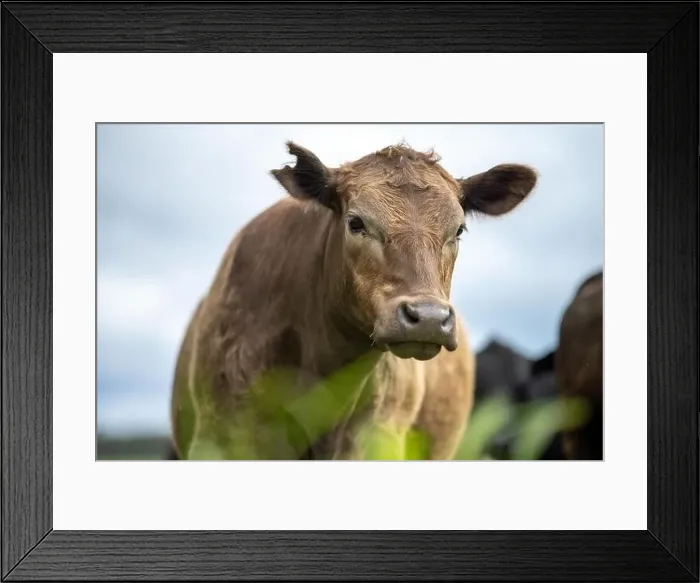 Framed Print : lose up of Stud Beef bulls, cows and calves grazing on grass in a field Framed Print : lose up of Stud Beef bulls, cows and calves grazing on grass in a field