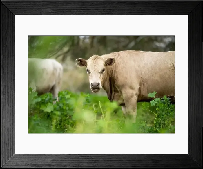 Framed Print : lose up of Stud Beef bulls, cows and calves grazing on grass in a field Framed Print : lose up of Stud Beef bulls, cows and calves grazing on grass in a field