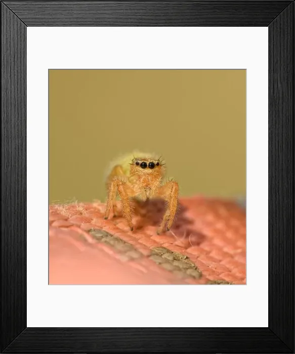 Framed Print : Adorably cute immature female Phidippus pius jumping spider on pink nylon with muted green background Framed Print : Adorably cute immature female Phidippus pius jumping spider on pink nylon with muted green background