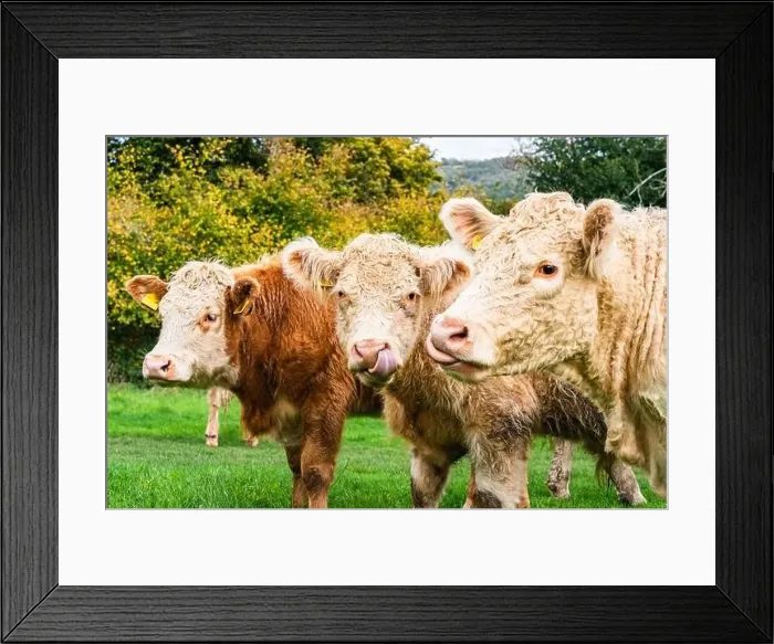 Framed Print : Bulls and Cows on Devon Farms, English Village, England, Europe Framed Print : Bulls and Cows on Devon Farms, English Village, England, Europe