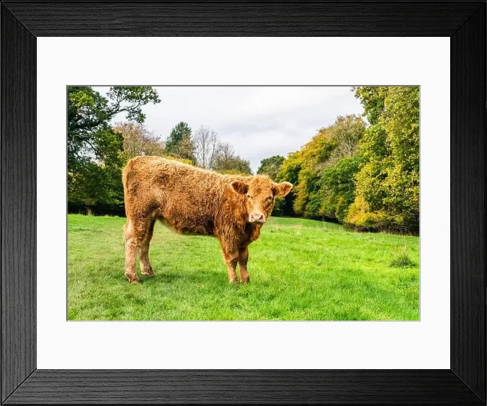Framed Print : Bulls and Cows on Devon Farms, English Village, England, Europe Framed Print : Bulls and Cows on Devon Farms, English Village, England, Europe