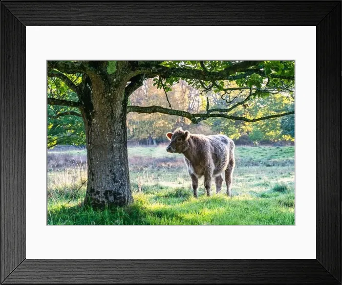 Framed Print : Bulls and Cows on Devon Farms, English Village, England, Europe Framed Print : Bulls and Cows on Devon Farms, English Village, England, Europe