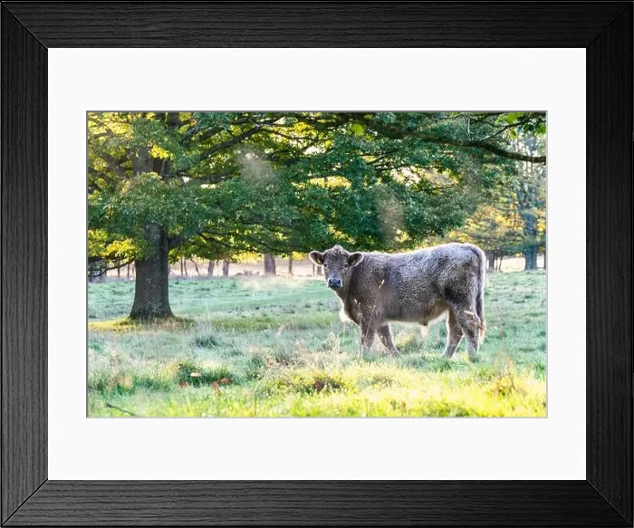 Framed Print : Bulls and Cows on Devon Farms, English Village, England, Europe Framed Print : Bulls and Cows on Devon Farms, English Village, England, Europe