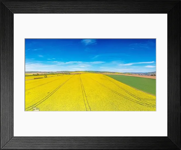 Framed Print : Aerial drone picture of rape field in spring in typical bright yellow color during daytime Framed Print : Aerial drone picture of rape field in spring in typical bright yellow color during daytime