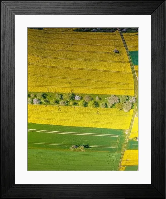 Framed Print : Vertical drone picture of rape field in spring in typical bright yellow color during daytime Framed Print : Vertical drone picture of rape field in spring in typical bright yellow color during daytime