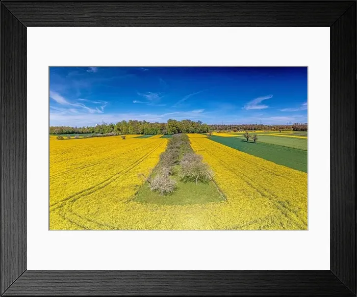 Framed Print : Aerial drone picture of rape field in spring in typical bright yellow color during daytime Framed Print : Aerial drone picture of rape field in spring in typical bright yellow color during daytime