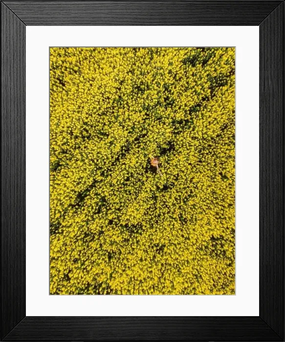Framed Print : Woman in blooming rapeseed field. Yellow flowers and happy woman Framed Print : Woman in blooming rapeseed field. Yellow flowers and happy woman