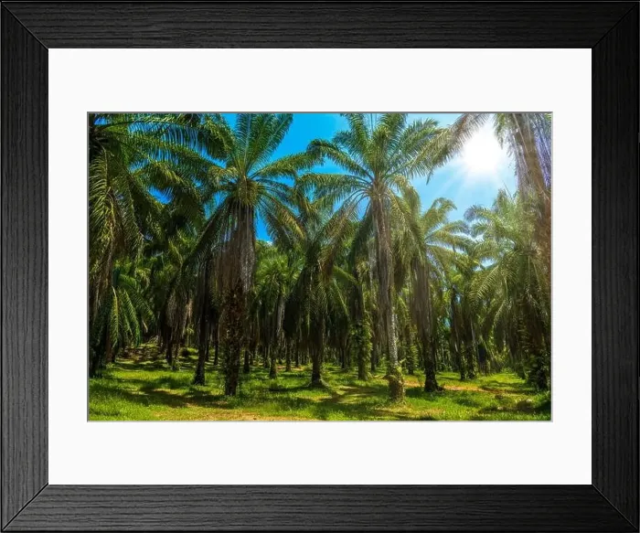 Framed Print : Oil Palms plantation, Than Bok Khorani National Park, Krabi, Thailand Framed Print : Oil Palms plantation, Than Bok Khorani National Park, Krabi, Thailand
