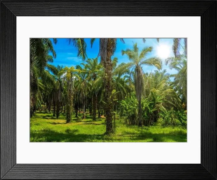 Framed Print : Oil Palms plantation, Than Bok Khorani National Park, Krabi, Thailand Framed Print : Oil Palms plantation, Than Bok Khorani National Park, Krabi, Thailand