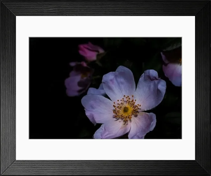 Framed Print : wild rose, macro flower photo, night flower shot Framed Print : wild rose, macro flower photo, night flower shot