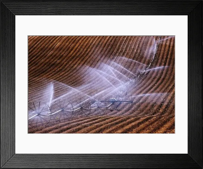 Framed Print : Wheel line sprinklers for irrigation of furrowed plowed farm field dirt lines to grow green crops Framed Print : Wheel line sprinklers for irrigation of furrowed plowed farm field dirt lines to grow green crops