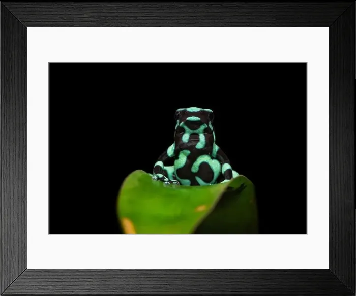 Framed Print : Green and black poison dart frog Framed Print : Green and black poison dart frog