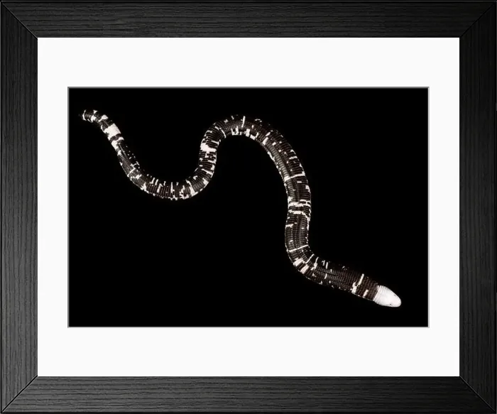 Framed Print : Black-and-white worm lizard (Amphisbaena fuliginosa) Framed Print : Black-and-white worm lizard (Amphisbaena fuliginosa)