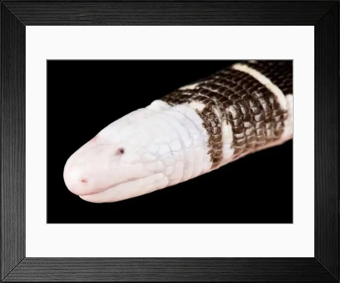 Framed Print : Black-and-white worm lizard (Amphisbaena fuliginosa) Framed Print : Black-and-white worm lizard (Amphisbaena fuliginosa)