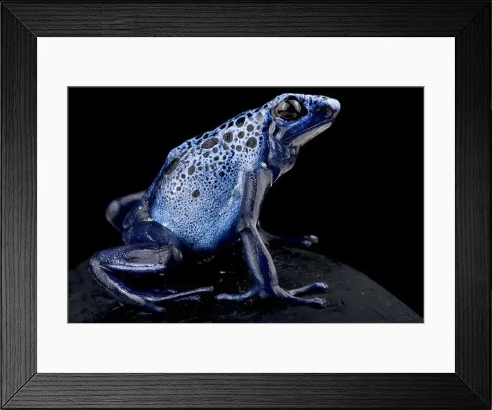 Framed Print : Dyeing poison dart frog (Dendrobates tinctorius) Azureus Framed Print : Dyeing poison dart frog (Dendrobates tinctorius) Azureus