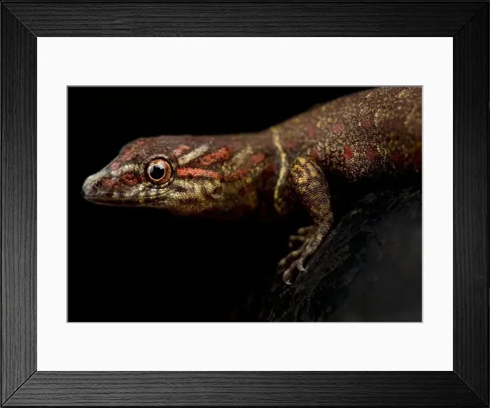 Framed Print : Bridled sun gecko (Gonatodes humeralis) Framed Print : Bridled sun gecko (Gonatodes humeralis)