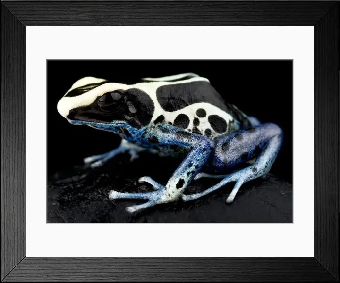 Framed Print : Dyeing poison dart frog (Dendrobates tinctorius) Patricia Framed Print : Dyeing poison dart frog (Dendrobates tinctorius) Patricia
