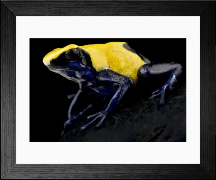 Framed Print : Dyeing poison dart frog (Dendrobates tinctorius) Citronella Framed Print : Dyeing poison dart frog (Dendrobates tinctorius) Citronella