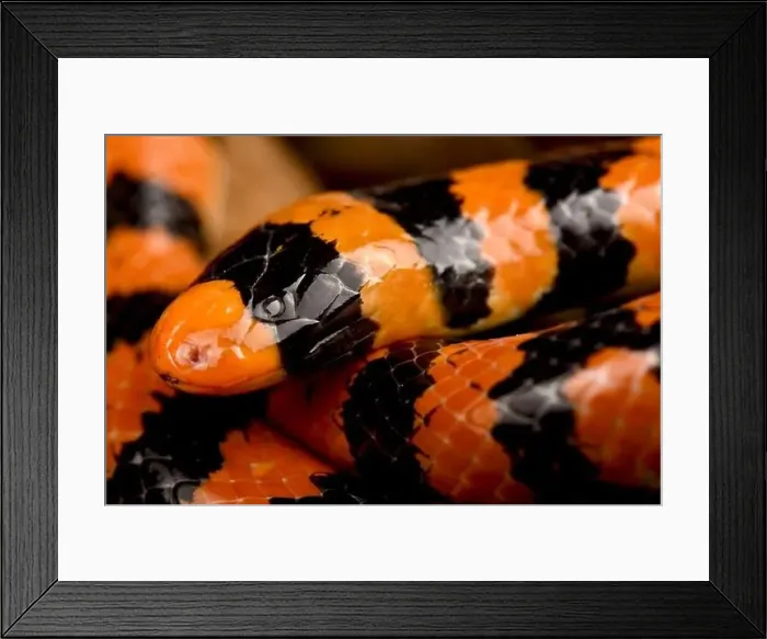 Framed Print : Coral cylinder snake (Anilius scytale) Framed Print : Coral cylinder snake (Anilius scytale)