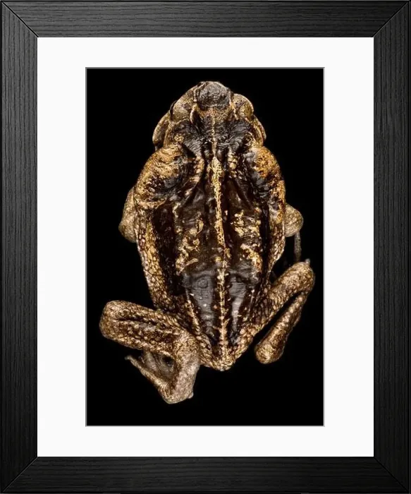Framed Print : Cane toad (Rhinella marina) Framed Print : Cane toad (Rhinella marina)